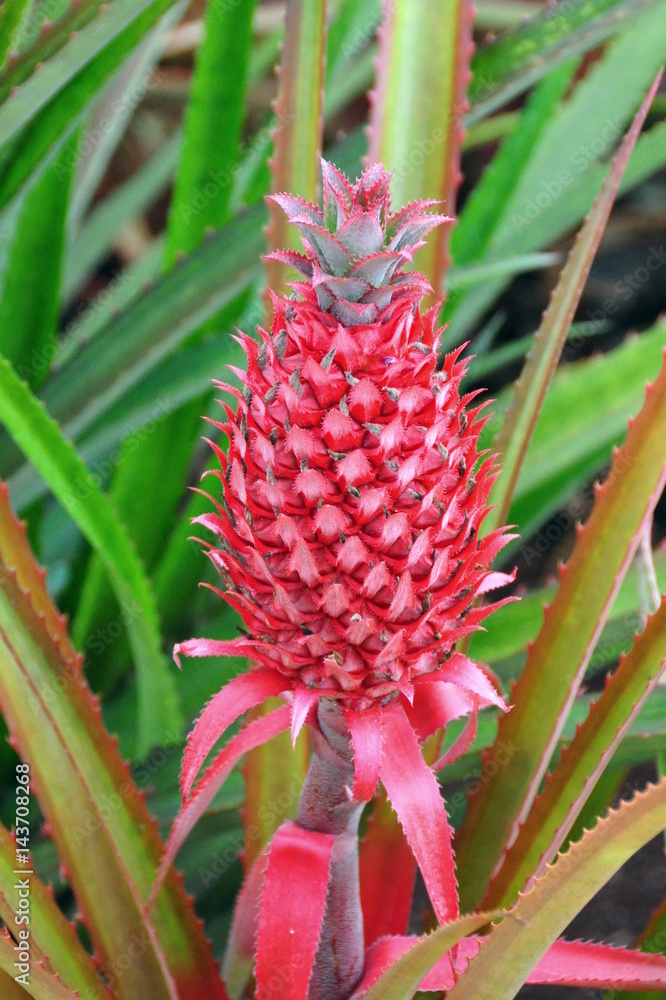 Red Pineapple Red Pineapple