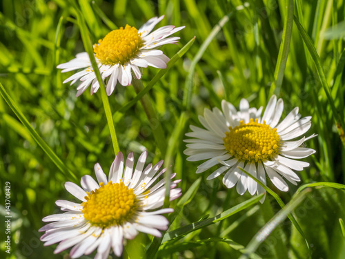 Daisy Flowers Bellis perennis in Spring