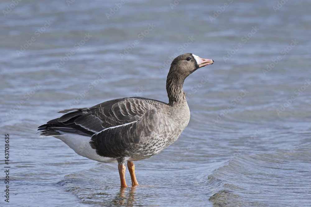 Greater white-fronted goose (Anser albifrons) Greater white-fronted goose (Anser albifrons)