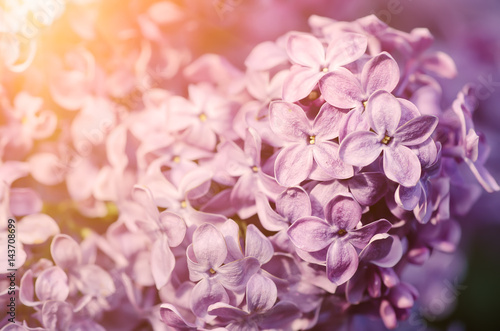 Macro image of spring soft violet lilac flowers  natural seasonal sunny floral background. Can be used as holiday card with copy space.