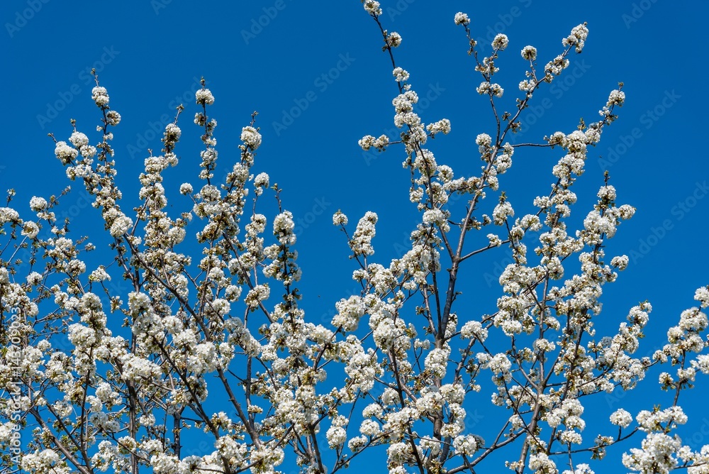 Cherry tree branches with white flowers in spring time against blue sky. Spring background