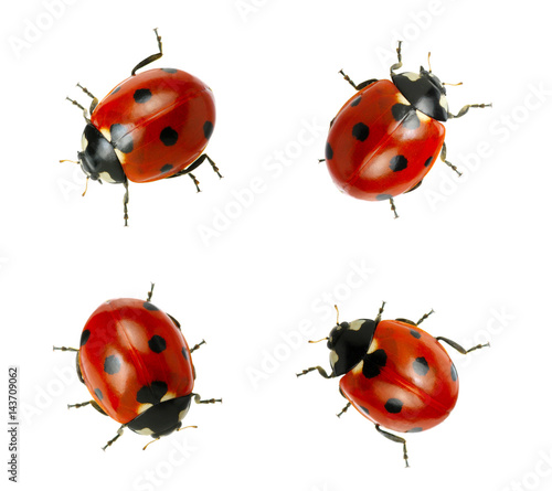  Ladybug © Alekss
