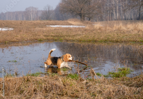 Beagle playing with a stick in a small pond