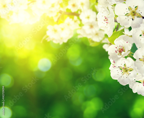 Spring blossom with soft blur background © Alekss