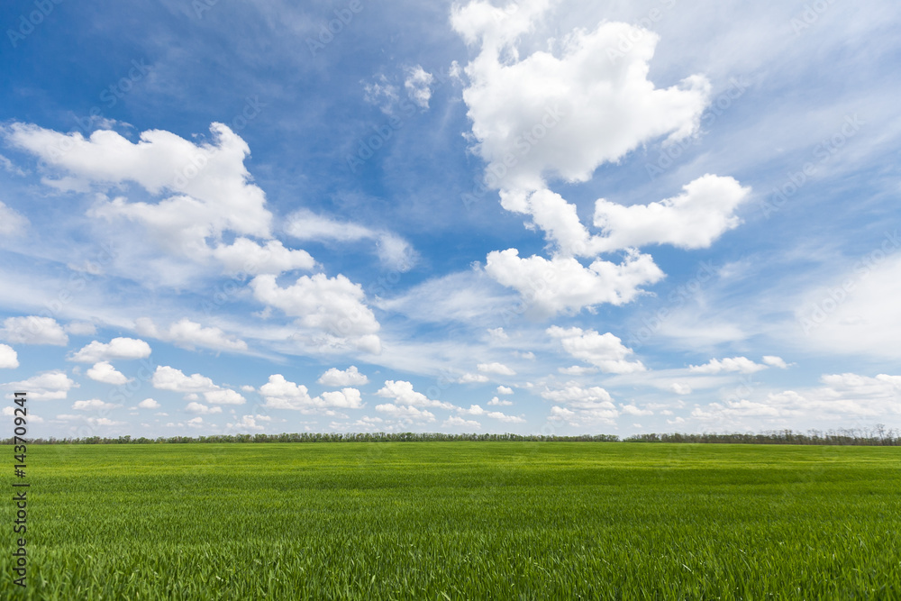 Backdrop Of Green Wheat Ears Field On Cloudy Blue Sky Background. Summer Season. Field of young wheat. agriculture concept. empty space for the text.