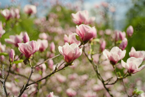 Blossoming of magnolia flowers in spring time  retro vintage hipster image