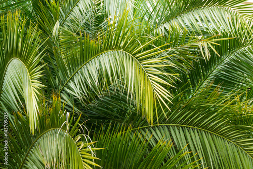 Palm leaves green texture background