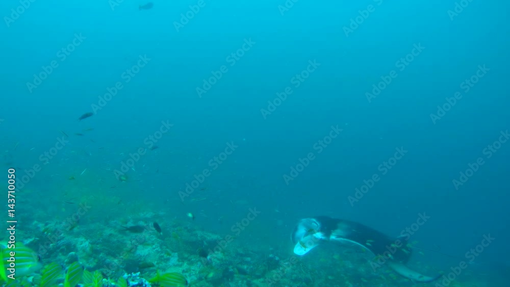Giant oceanic manta ray (Manta birostris) in the cleaning station, Indian Ocean, Maldives
Giant oceanic manta ray (Manta birostris) in the cleaning station, Indian Ocean, Maldives