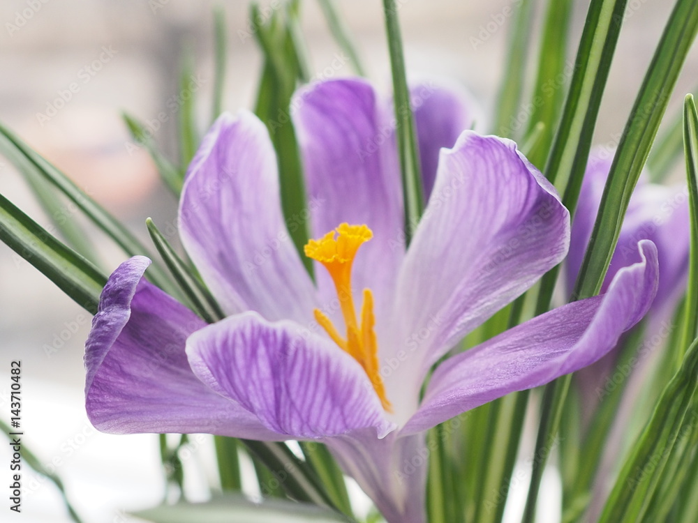 First sping flower First sping flower