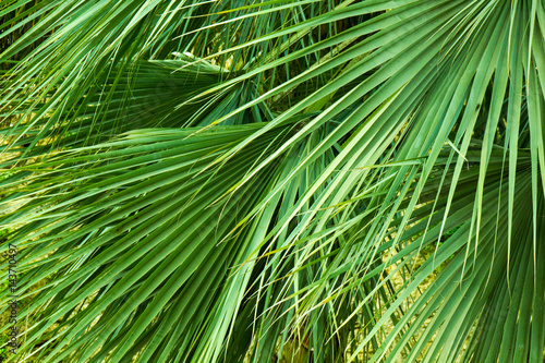 Palm leaves green texture background