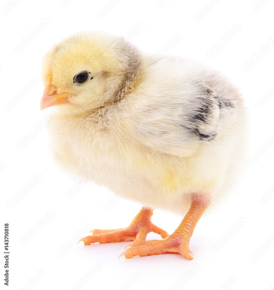 Fototapeta premium Small yellow chicken.