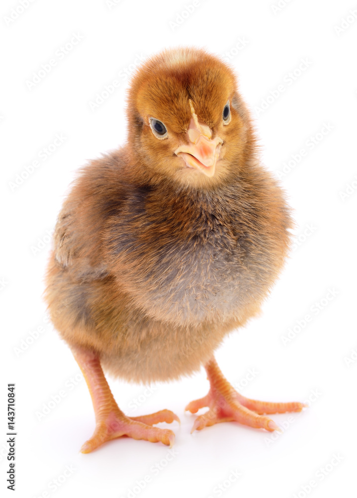 Fototapeta premium Small brown chicken.