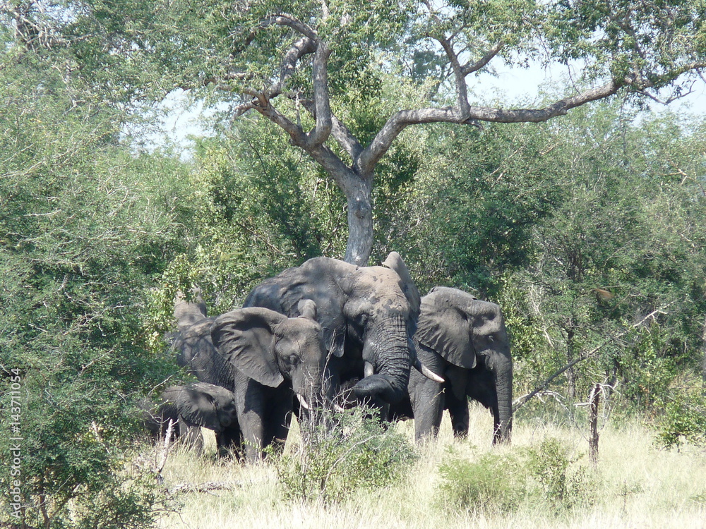Elefantenfamilie in der Sonne