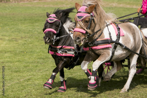 Duospan pony's in galop.