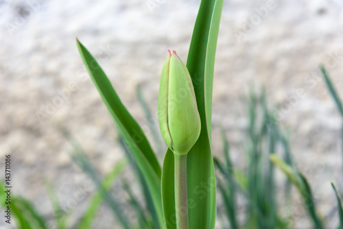 closed tulip closeup photo