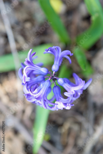 hyacinths blue overhead closeup photo