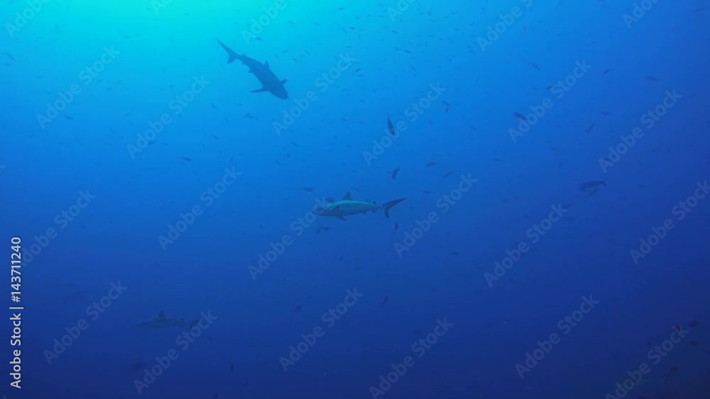 school of fish grey reef shark (Carcharhinus amblyrhynchos) In blue water, Indian Ocean, Maldives
school of fish grey reef shark (Carcharhinus amblyrhynchos) In blue water, Indian Ocean, Maldives