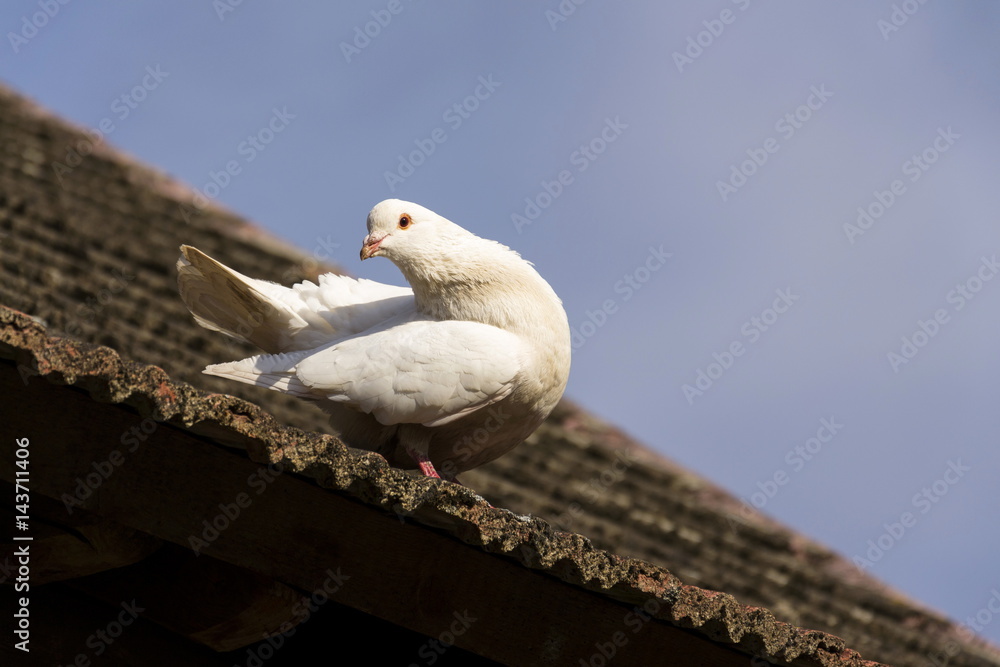 White dove sits on old roofing tiles White dove sits on old roofing tiles