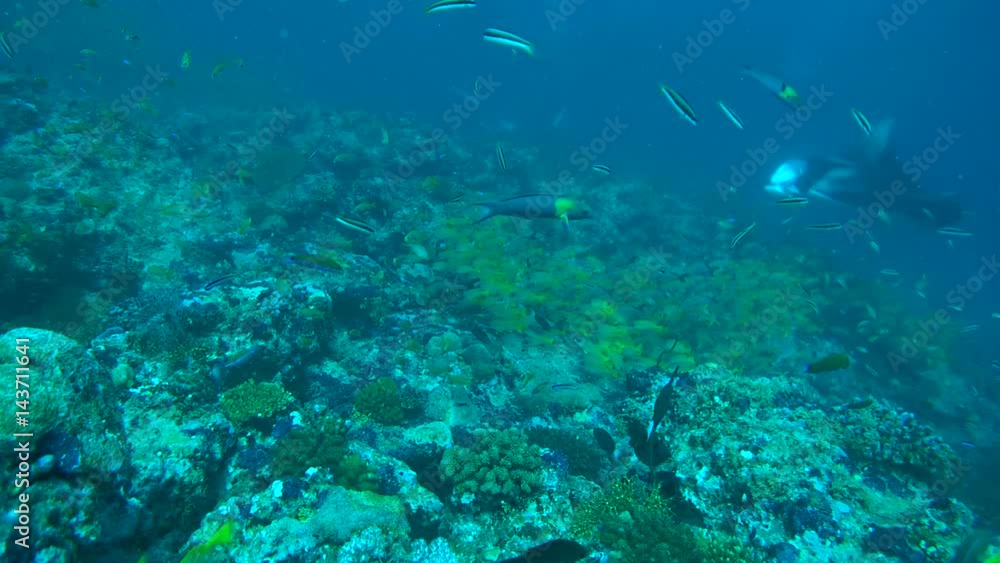 Giant oceanic manta ray (Manta birostris) swim in the blue water, Indian Ocean, Maldives
Giant oceanic manta ray (Manta birostris) swim in the blue water, Indian Ocean, Maldives