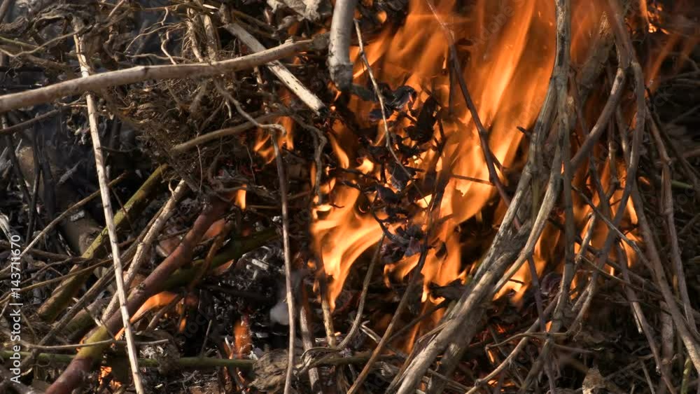 The burning of dry twigs and leaves. Wildfire. Fire. Footage 4K, UltraHD, UHD The burning of dry twigs and leaves. Wildfire. Fire. Footage 4K, UltraHD, UHD