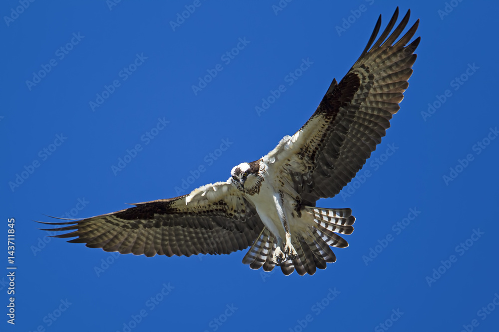 Fototapeta premium Osprey with wings spread.