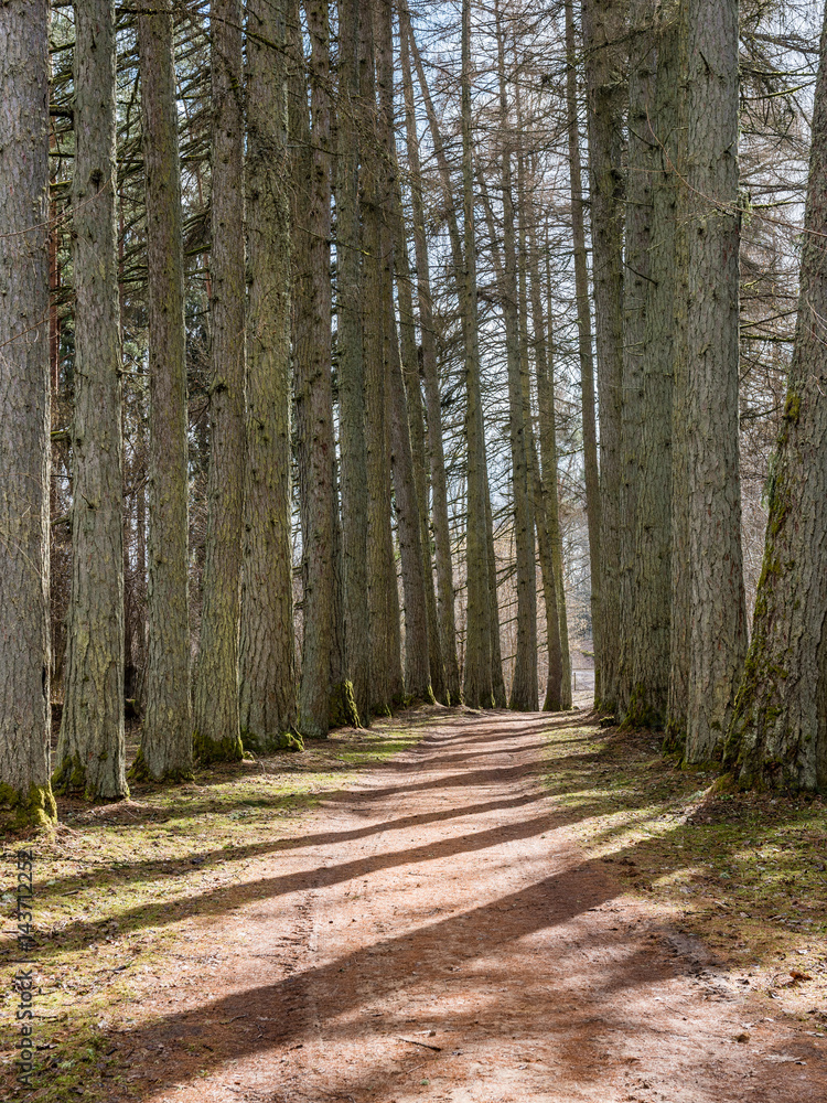 gravel road with valley of old big trees