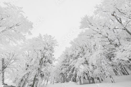 Tree covered with snow on winter storm day in forest mountains .