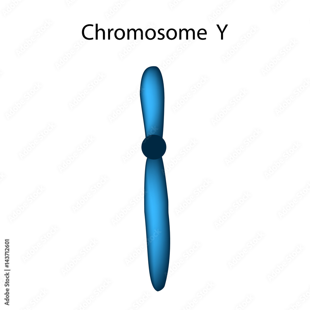 The structure of the chromosome Y. Infographics. Vector illustration on isolated background.