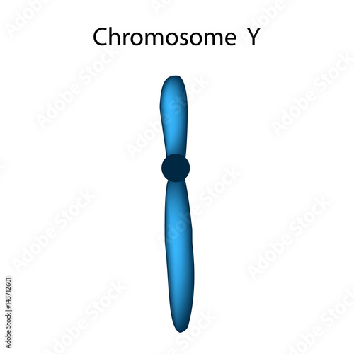 The structure of the chromosome Y. Infographics. Vector illustration on isolated background.