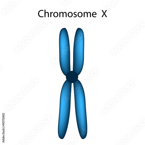 The structure of the chromosome X. Infographics. Vector illustration on isolated background.