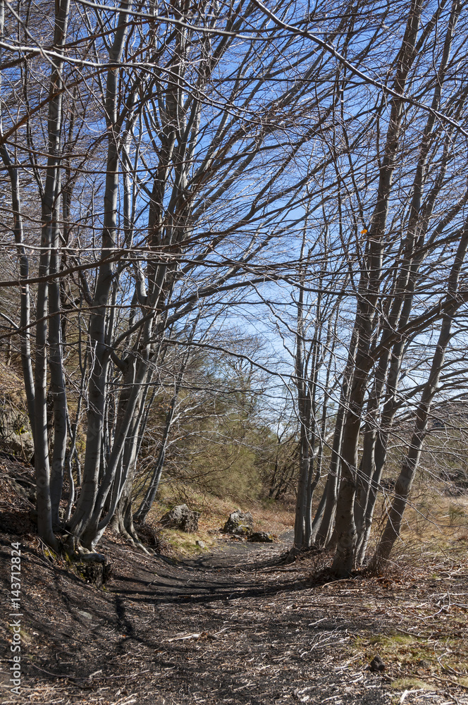 Etna, bosco di faggi
