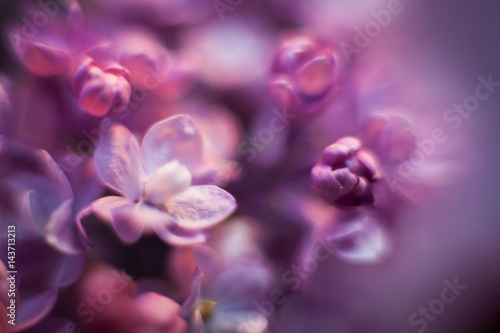 Beautiful lilac blurred spring flower background and texture. Lilac is blooming in spring and has all shades of violet and gentle petals.