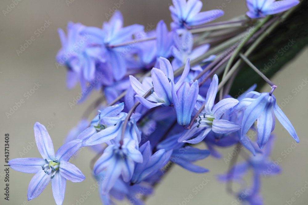 A small bouquet of Scylla A small bouquet of Scylla