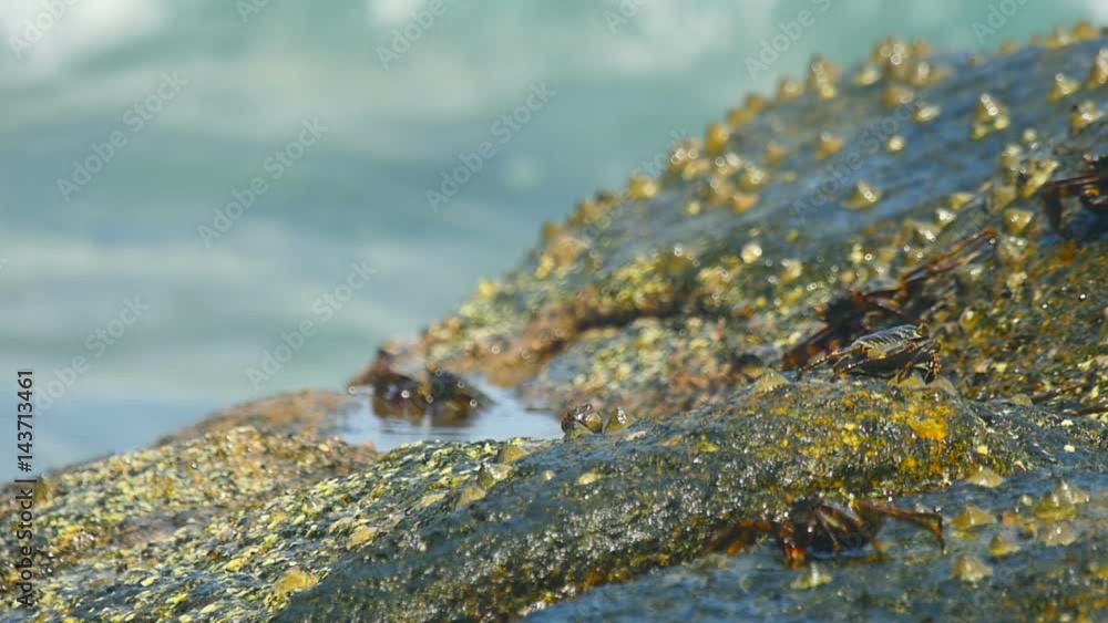 Crabs on the rock at the beach Crabs on the rock at the beach