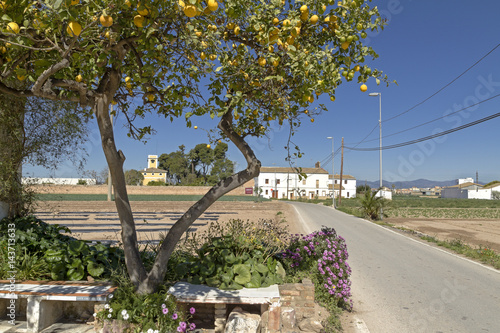 Orchard area near Valencia.