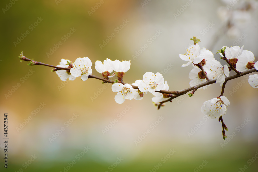 Blossoming of the apricot tree in spring time with white beautiful flowers. Macro image with copy space. Natural seasonal background. Blossoming of the apricot tree in spring time with white beautiful flowers. Macro image with copy space. Natural seasonal background.