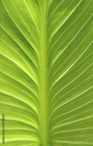 green leaf                          