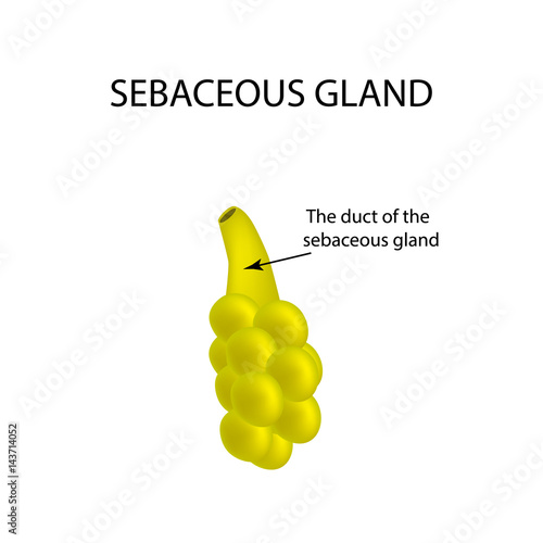 The structure of the sebaceous gland. Infographics. Vector illustration on isolated background