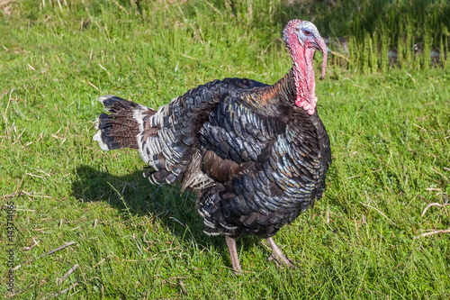 Turkey walking in the meadow, Poultry