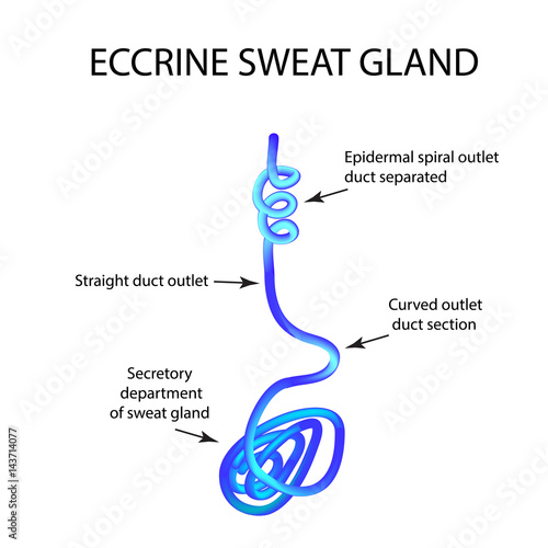 Structure Eccrine sweat gland. Infographics. Vector illustration on isolated background