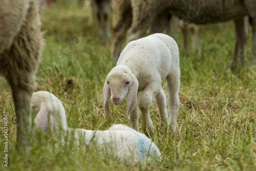 Agnello