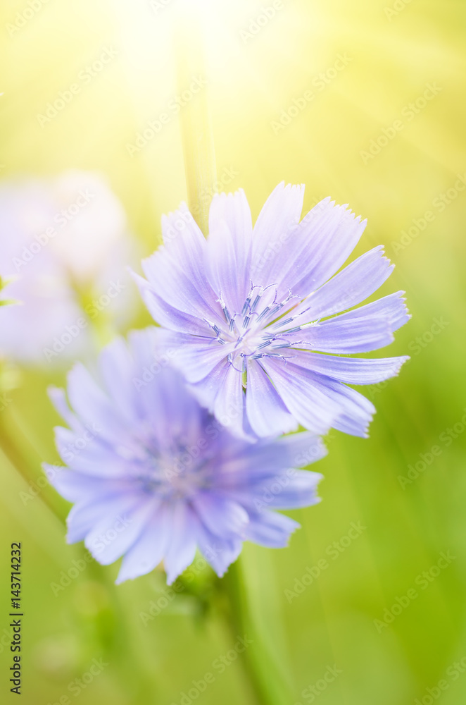 Fototapeta premium Chicory blue flower blooming in nature, floral sunny background with copy space