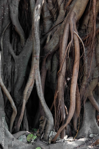 Close up of ancient banyan tree roots