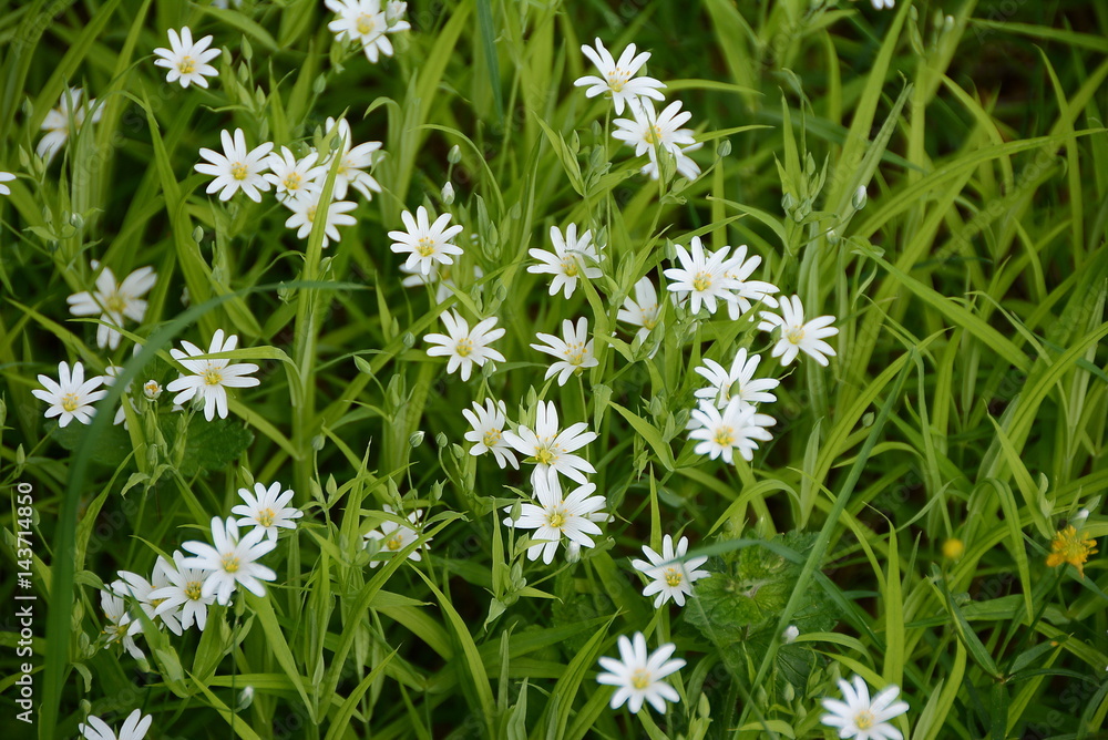 Spring white flowers in the forest. The European part of Russia. Spring white flowers in the forest. The European part of Russia.