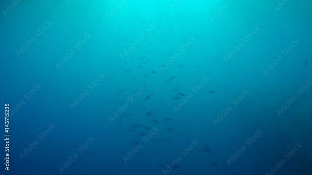 School of fish Lunar Fusilier (Caesio lunaris) in blue water in the rays of sunlight, Indian Ocean, Maldives
School of fish Lunar Fusilier (Caesio lunaris) in blue water in the rays of sunlight, Indian Ocean, Maldives