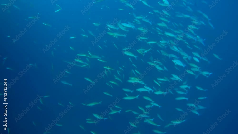 school of fish Lunar Fusilier (Caesio lunaris) in blue water, Indian Ocean, Maldives
school of fish Lunar Fusilier (Caesio lunaris) in blue water, Indian Ocean, Maldives