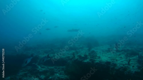 Wallpaper Mural Grey reef shark (Carcharhinus amblyrhynchos) In blue water, Indian Ocean, Maldives
 Torontodigital.ca