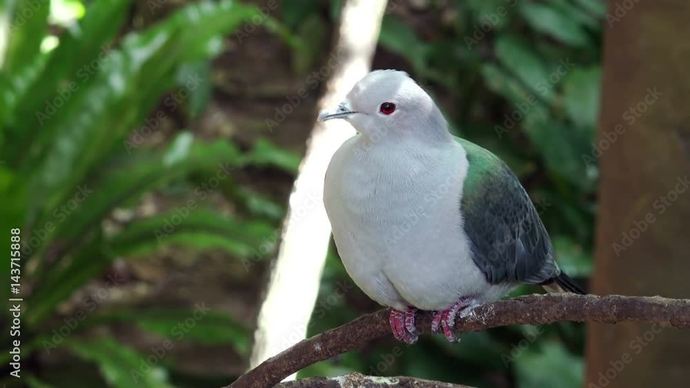Close-up View of a Tropical Pigeon at the Park Close-up View of a Tropical Pigeon at the Park