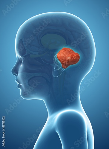 Close-up of child's cerebellum against blue background photo