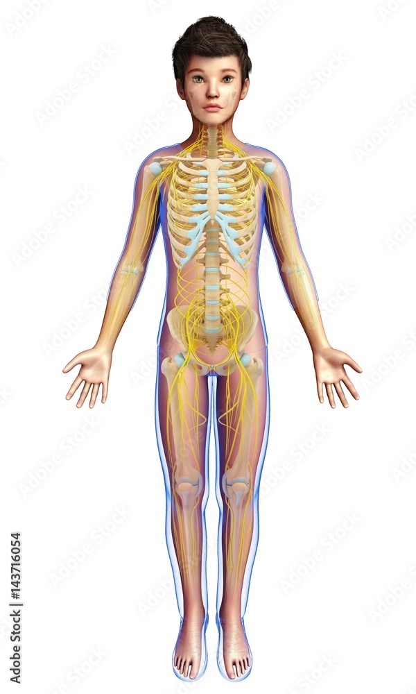 Boy's skeletal and nervous systems, illustration Boy's skeletal and nervous systems, illustration